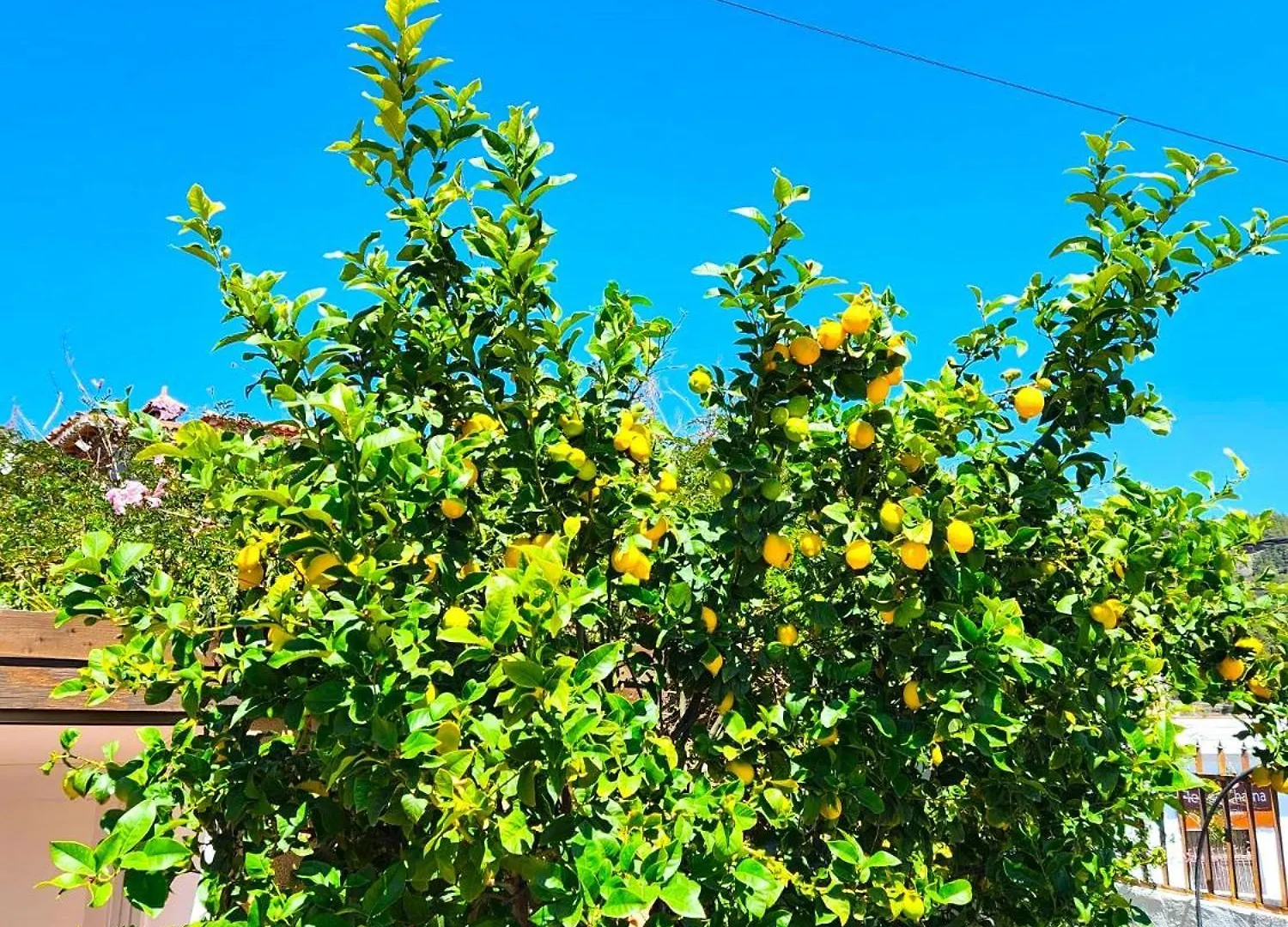 *** Bed & Breakfast Ziggys Mountain Retreat (Adults Only) Bed and Breakfast Vilaflor Spanje